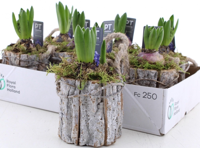 Arr Hyac Blauw In Houtschors Potje