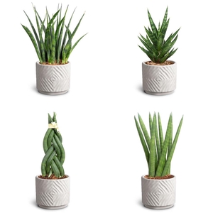 Dune Sand, Sans. Collection