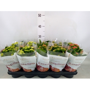 Kalanchoe blos. 'RoyalDon'   ..mix