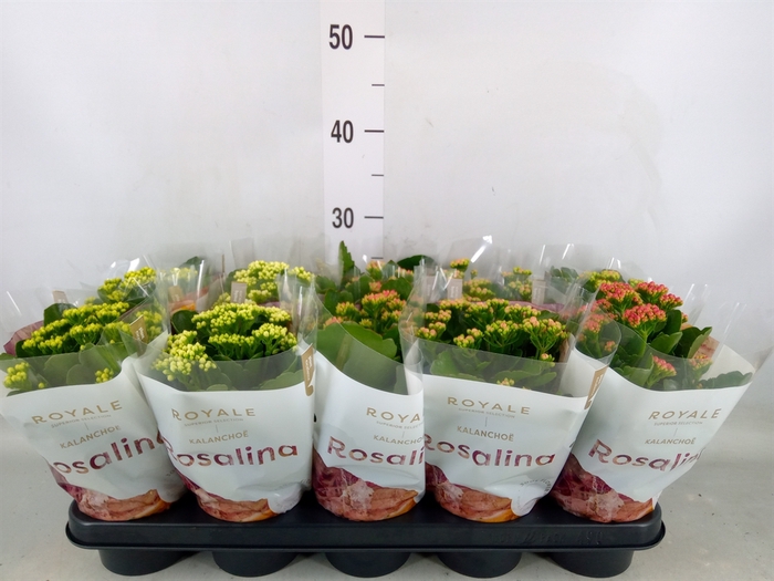 <h4>Kalanchoe blos. 'RoyalDon'   ..mix</h4>