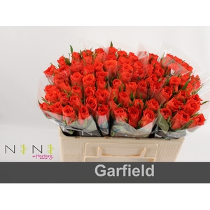 Rosa large garfield+