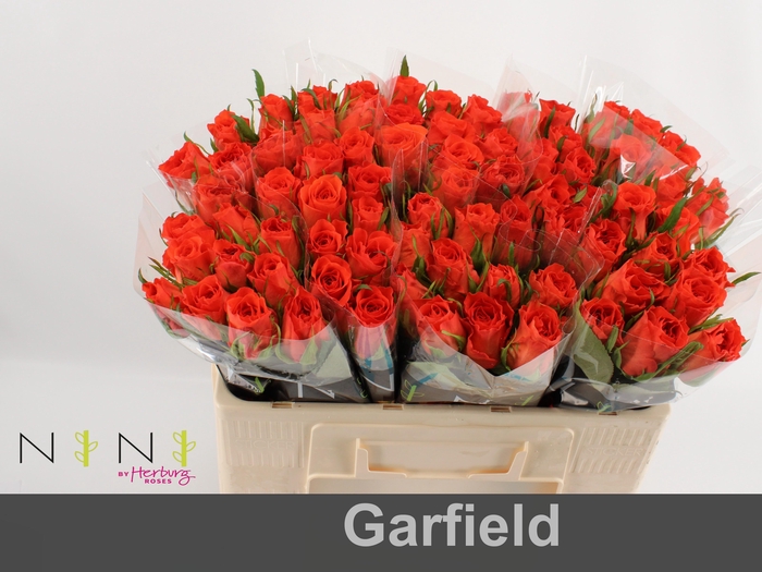 <h4>Rosa large garfield+</h4>