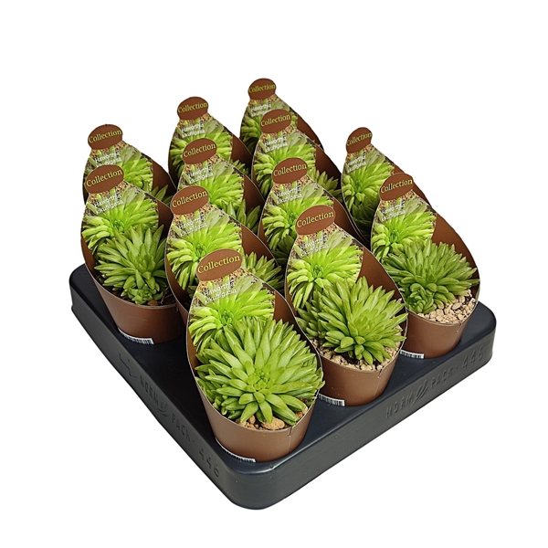 <h4>HAWORTHIA KIKUHIGASA - POT Ø 6,5 - COLLECTION WITH POTCOVER (SUCCULENTEN)</h4>