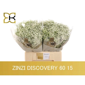 GYPS PA ZI DISCOVERY