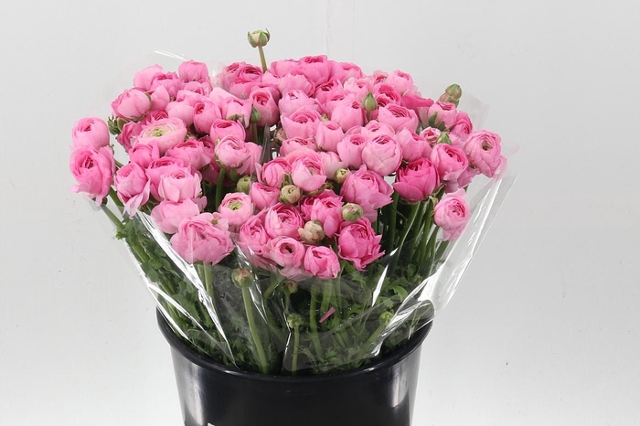 <h4>Ran El Pink</h4>