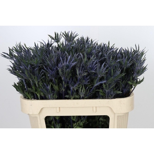 ERYNG PACIFIC BLUE STRIPE ERYNGIUM