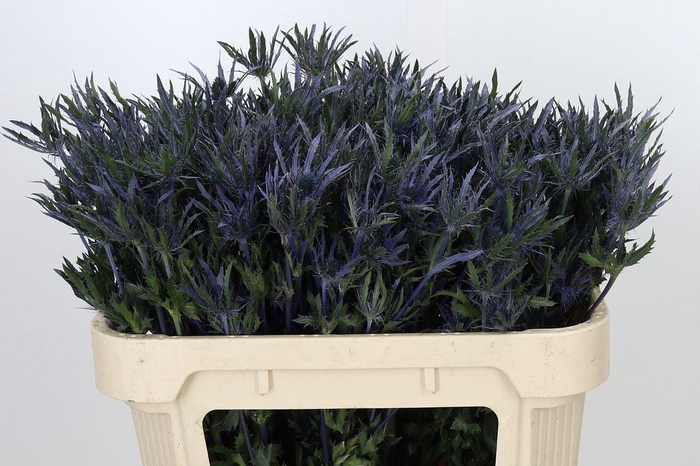<h4>ERYNG PACIFIC BLUE STRIPE ERYNGIUM</h4>