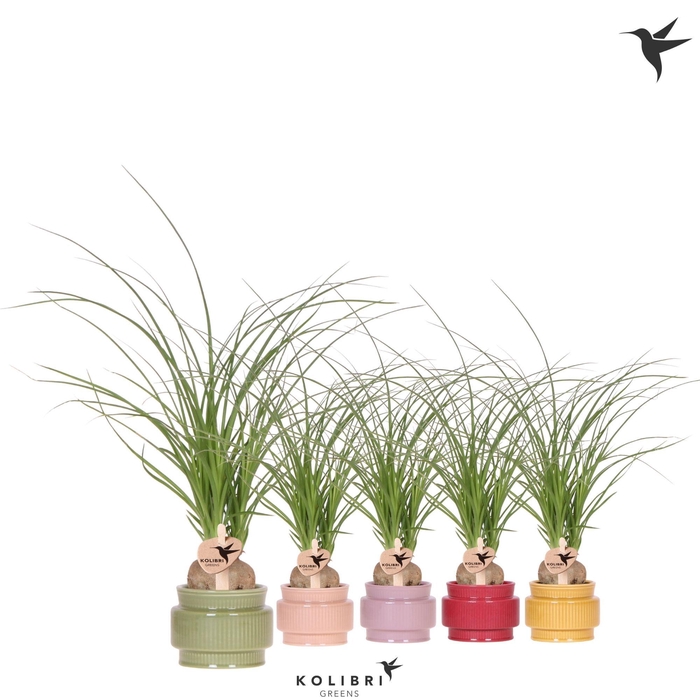 <h4>Kolibri Greens Beaucarnea Nolina in Allure pot mix</h4>