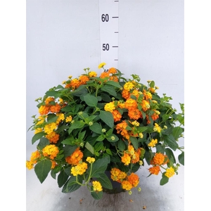 Lantana camara 'Simon Orange'