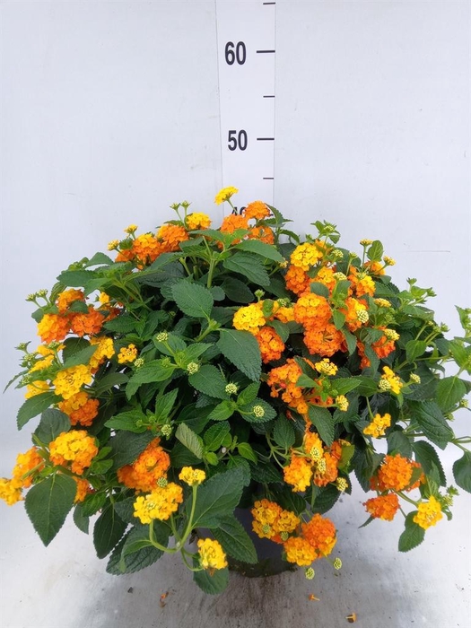 <h4>Lantana camara 'Simon Orange'</h4>