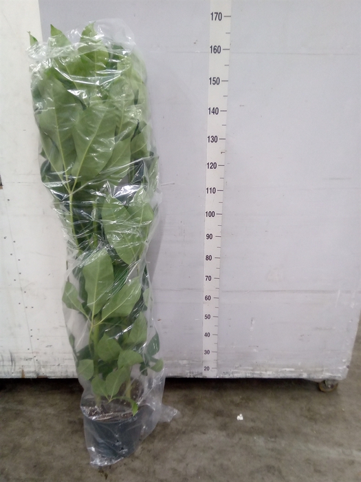 <h4>Schefflera actin. 'Amate'</h4>