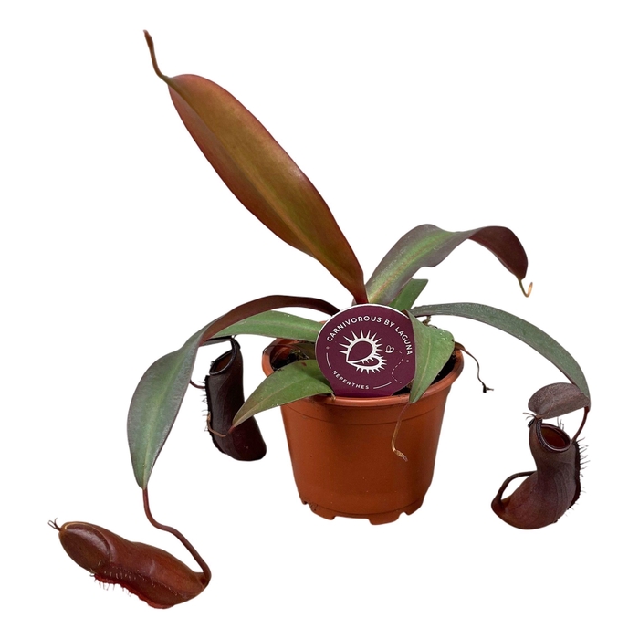 <h4>Nepenthes Rebecca Soper 8,5 cm</h4>