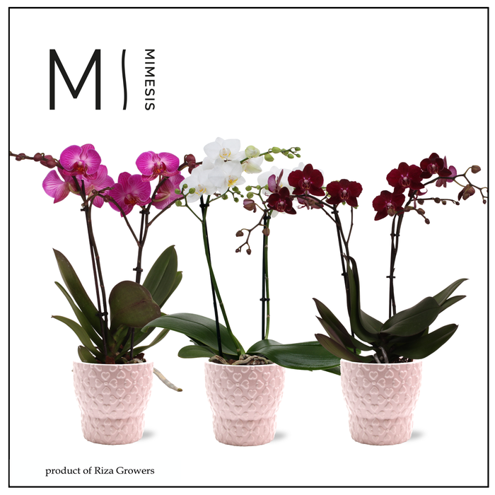 <h4>Phalaenopsis Multi Love Mix 2 spike - 12cm in Verona Pink | Mimesis</h4>