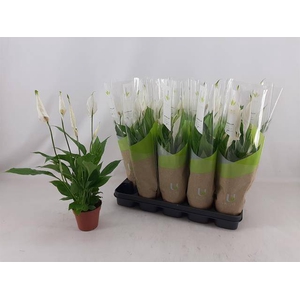 SPATH TORELLI