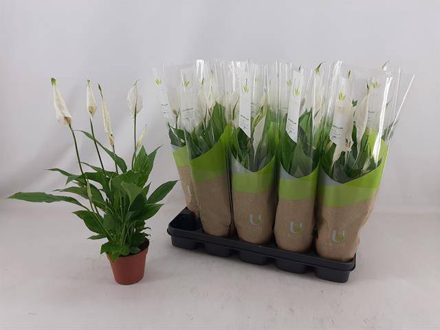 <h4>SPATH TORELLI</h4>