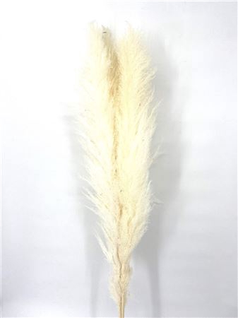 <h4>DRIED CORTADERIA LAO GRASS NAT WHIT</h4>