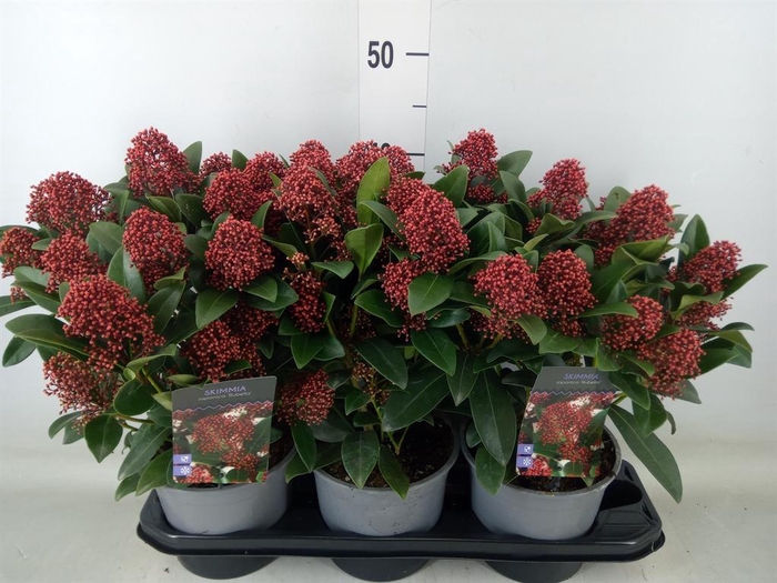 <h4>Skimmia jap. 'Rubella'</h4>