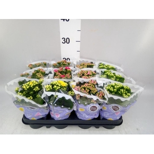 Kalanchoe blos.   ..rosebud mix  5
