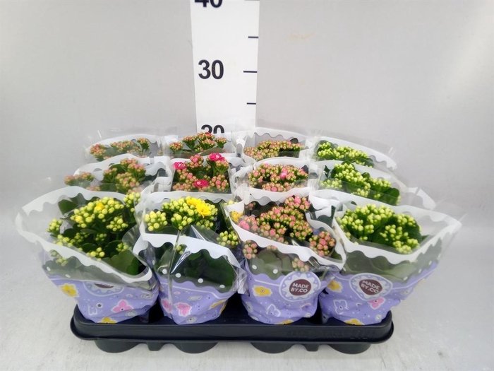 <h4>Kalanchoe blos.   ..rosebud mix  5</h4>