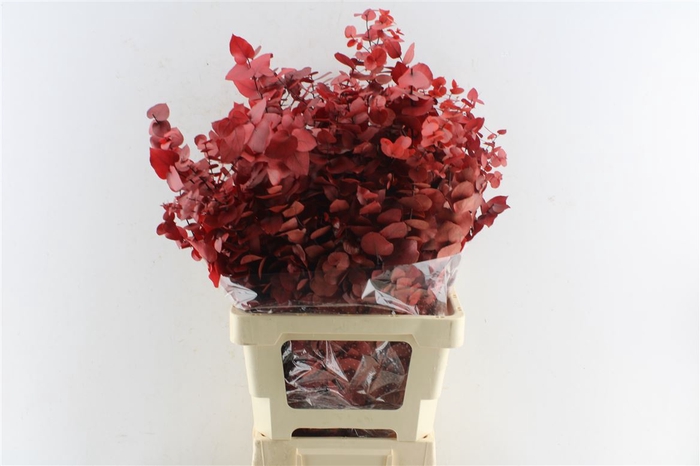 <h4>Euca Stuartiana Stab. Red</h4>