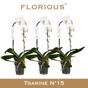 No15 Grandiflora Wit 1 tak Cascade