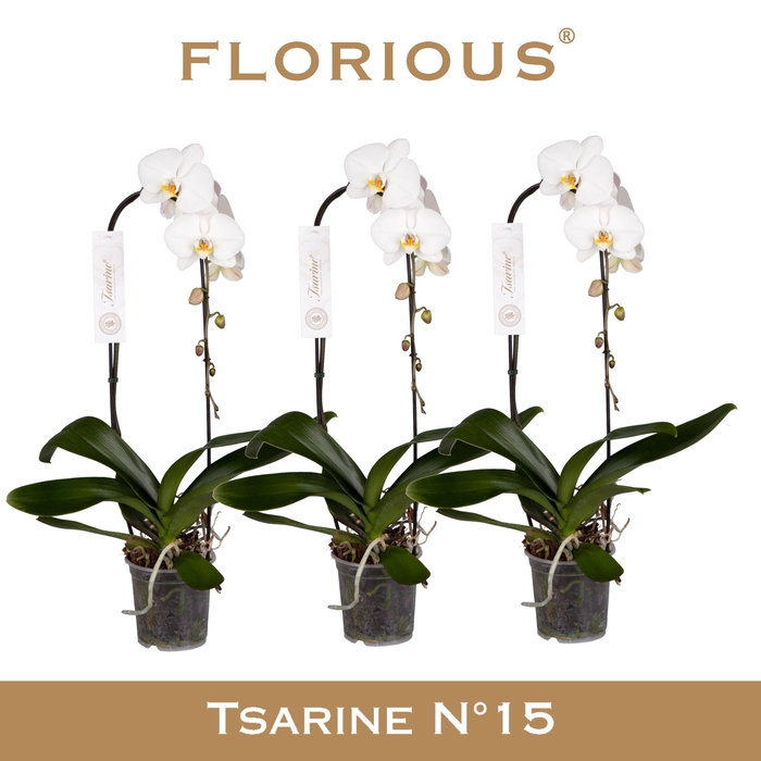 <h4>No15 Grandiflora Wit 1 tak Cascade</h4>