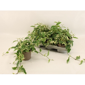 FICUS SAGITTATA