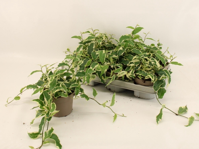 <h4>FICUS SAGITTATA</h4>