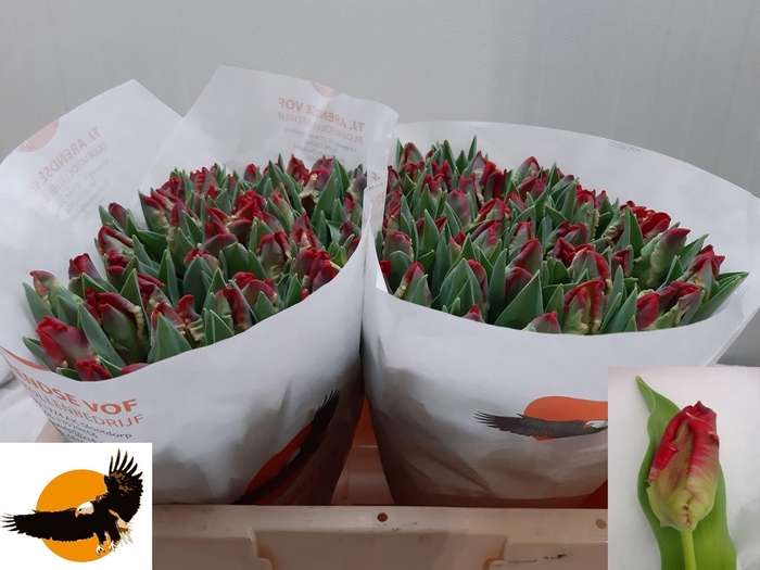 <h4>TU PA SEADOV PARROT</h4>