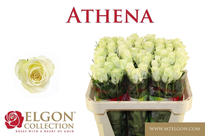 <h4>R GR ATHENA ROYALE</h4>