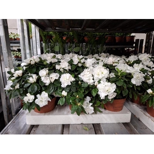 Rhododendron (Simsii Grp) Witte Vogel