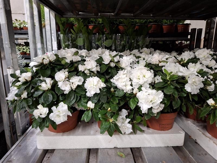 <h4>Rhododendron (Simsii Grp) Witte Vogel</h4>