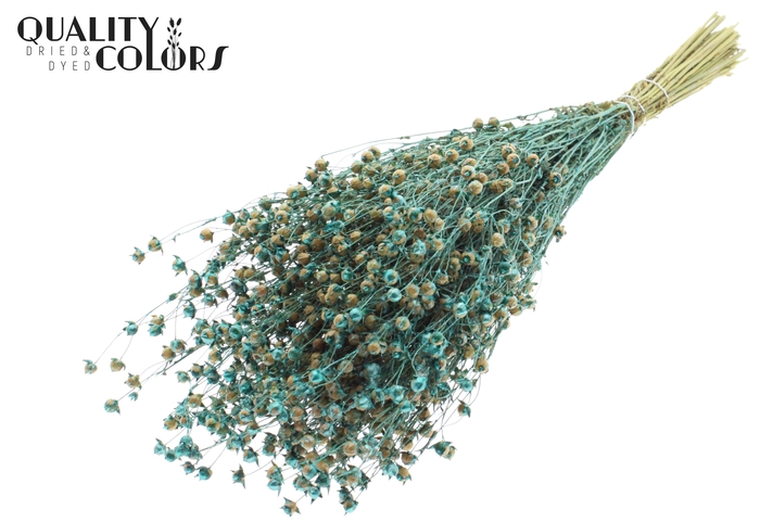 <h4>Lino Vlas p/bunch in poly Pearl Turquoise</h4>