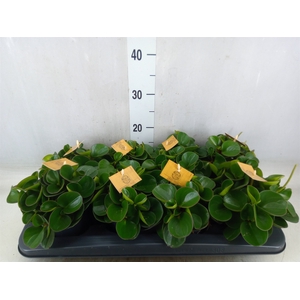 Peperomia obt. 'Obtipan'