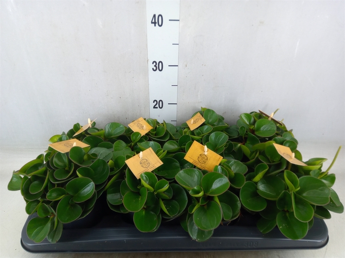 <h4>Peperomia obt. 'Obtipan'</h4>