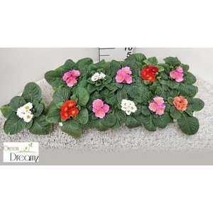 Primula (Ac. Grp) Paradiso gemengd