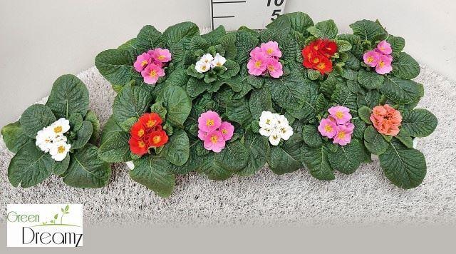 <h4>Primula (Ac. Grp) Paradiso gemengd</h4>