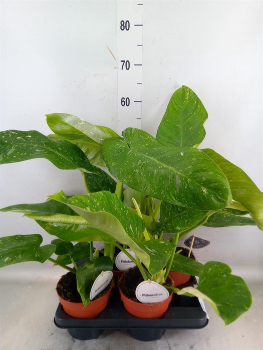 <h4>Philodendron   ...</h4>