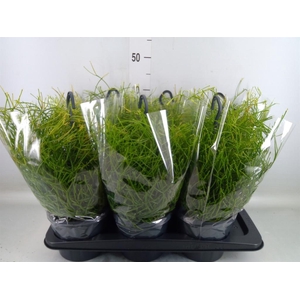 Rhipsalis clavata 'Easy Sweety'