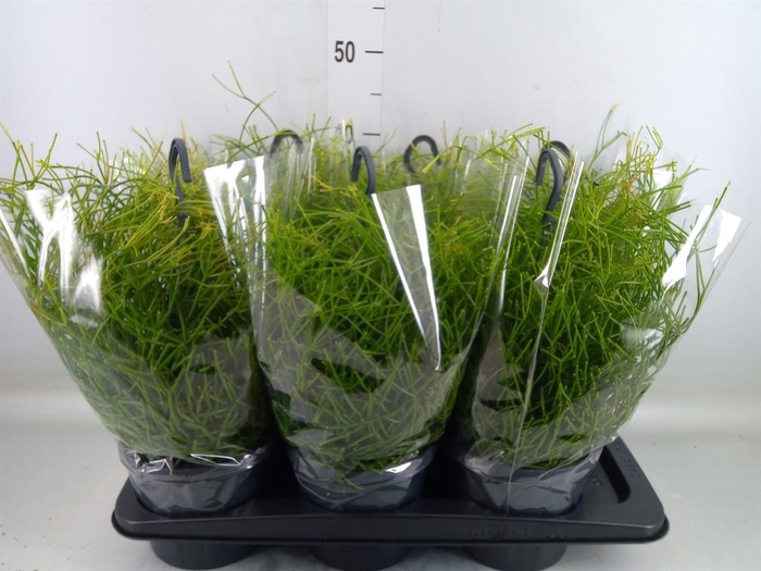 <h4>Rhipsalis clavata 'Easy Sweety'</h4>