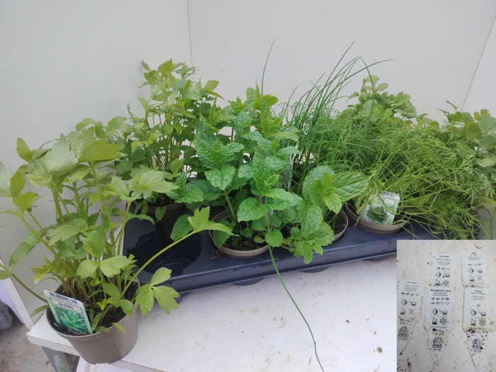 <h4>TUINKRUIDEN OV</h4>