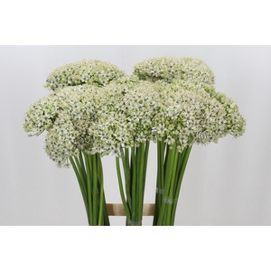 Allium Nigrum