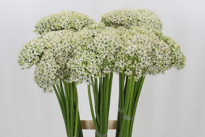 <h4>Allium Nigrum</h4>