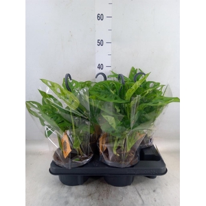 Monstera obliqua 'Monkey Mask'