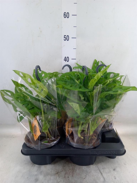 <h4>Monstera obliqua 'Monkey Mask'</h4>
