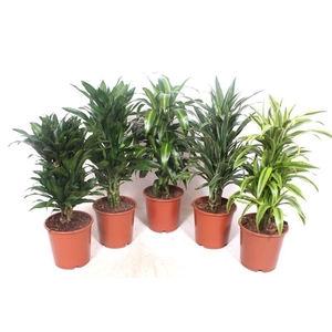 Dracaena fragrans Mixkar 24