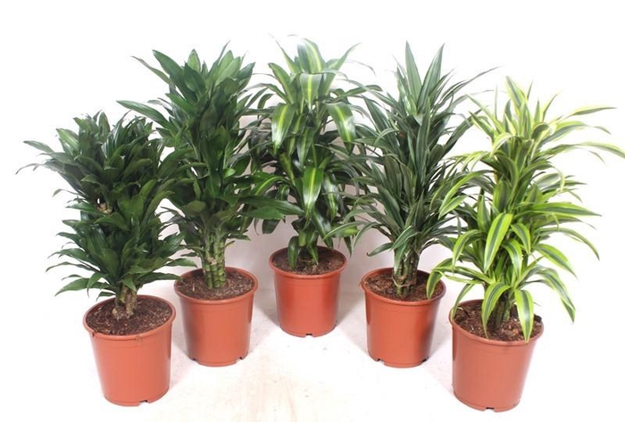 <h4>Dracaena fragrans Mixkar 24</h4>