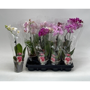 PHAL GEM