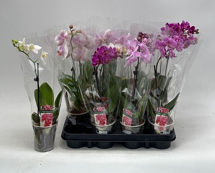 <h4>PHAL GEM</h4>