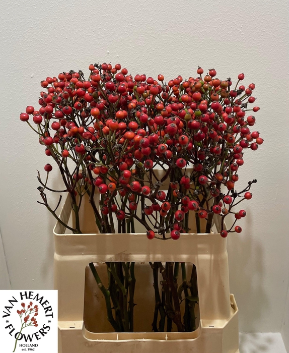 <h4>ROSA BELLS HIPHOP</h4>